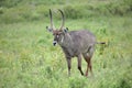 A Waterbuck in Arusha National Park