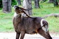 Waterbuck Backscratch Royalty Free Stock Photo