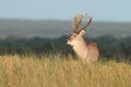 Waterbuck Bull Royalty Free Stock Photo