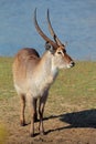 Waterbuck bull Royalty Free Stock Photo