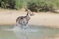 Waterbuck Bull Action - Wildlife from Africa - Blur of Escape