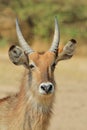 Waterbuck Bull - African Wildlife Background - Stare of Innocent and Beautiful Nature Royalty Free Stock Photo