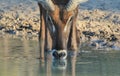 Waterbuck Bull - African Wildlife - Rippled drink