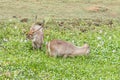 Waterbuck bull and cow in a pond with water hyacinth Royalty Free Stock Photo