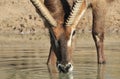 Waterbuck Bull - Drinking Golden Water - Wildlife from Africa