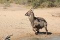 Waterbuck Bull Escaping Danger - African Wildlife
