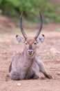 Waterbuck bull with huge horns resting on ground of a dry river Royalty Free Stock Photo