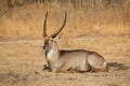 Waterbuck bull Royalty Free Stock Photo