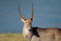 Waterbuck bull Royalty Free Stock Photo