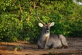 Waterbuck bull resting in early morning sun Royalty Free Stock Photo