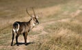 Waterbuck bull focused on the camera Royalty Free Stock Photo