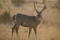 Waterbuck bull at sunset with sun from behind Royalty Free Stock Photo