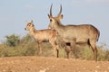 Waterbuck Calf and bull - African Wildlife - King of the Hill