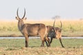 Waterbuck challenging another during the rut