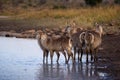 Waterbuck early morning drink Royalty Free Stock Photo