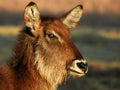 Waterbuck Royalty Free Stock Photo