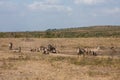 Waterbuck family herd Kobus ellipsiprymnus gathering together at a waterhole