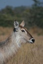 Waterbuck female in grass veld