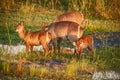 Waterbuck female and two young Royalty Free Stock Photo