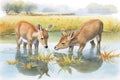 waterbuck foals playing by the river