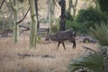 Waterbuck in a forest of fever trees in Gorongosa National Park