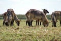 Waterbuck in the grass