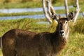 Beautiful Female Waterbuckbeside the river