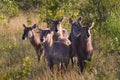 Waterbuck herd Royalty Free Stock Photo