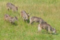 Waterbuck Herd