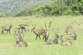 Waterbuck herd relaxing together