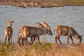 Waterbuck herd