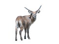 waterbuck isolated on white background Royalty Free Stock Photo