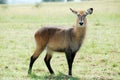 Waterbuck, Kidepo Valley NP, Uganda Royalty Free Stock Photo