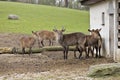 WROCLAW, POLAND - APRIL 19, 2022: Waterbuck (Kobus ellipsiprumnus defassa) herd in WrocÃâaw Zoological Garden