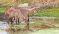 Waterbuck (Kobus ellipsiprymnus) Royalty Free Stock Photo