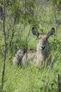 Waterbuck (Kobus ellipsiprymnus)