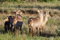 The waterbuck Kobus ellipsiprymnus herd of females in savannah