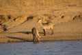 Waterbuck, Kobus ellipsiprymnus at Kruger National Park