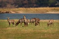 Waterbuck - Kobus ellipsiprymnus  large antelope found widely in sub-Saharan Africa. It is placed in the family Bovidae. Herd of Royalty Free Stock Photo
