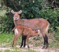 Defassa waterbuck kobus ellipsiprymnus defassa or antÃÂ­lope acuÃÂ¡tico, Murchison Falls National Park,Uganda Royalty Free Stock Photo