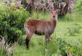 Defassa waterbuck kobus ellipsiprymnus defassa or antÃÂ­lope acuÃÂ¡tico, Murchison Falls National Park,Uganda Royalty Free Stock Photo