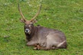 Waterbuck (Kobus ellipsiprymnus) large antelope lying on a grass Royalty Free Stock Photo