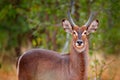 Waterbuck, Kobus ellipsiprymnus, large antelope in sub-Saharan Africa, detail face portrait. Nice African animal in the nature