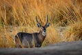 Waterbuck, Kobus ellipsiprymnus, large antelope in sub-Saharan Africa, detail face portrait. Nice African animal in the nature