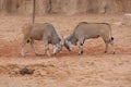 Waterbuck - Kobus ellipsiprymnus Royalty Free Stock Photo