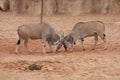 Waterbuck - Kobus ellipsiprymnus Royalty Free Stock Photo