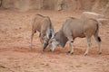 Waterbuck - Kobus ellipsiprymnus Royalty Free Stock Photo