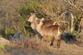 Waterbuck (Kobus ellipsiprymnus)