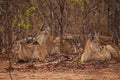 Waterbuck (Kobus ellipsiprymnus) 14905