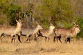 Waterbuck (Kobus ellipsiprymnus)